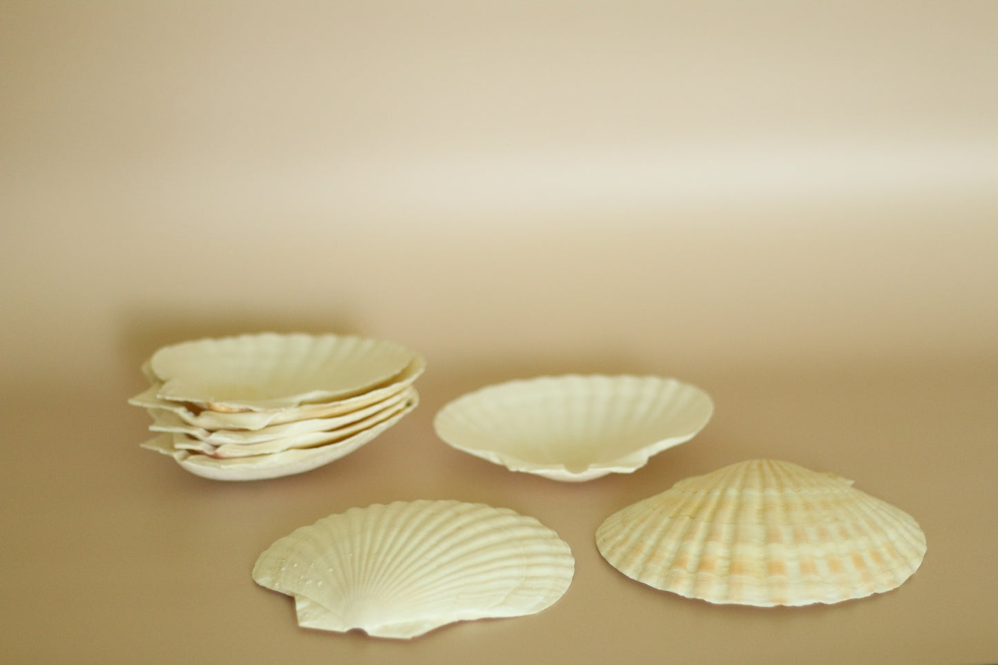 Vintage Baking Shell Plates